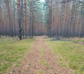 Прирезка лесных участков Кадастровые работы в Серпухове и Серпуховском районе